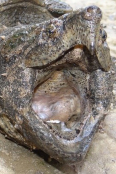 Alternate Fauna [IN ANOTHER PLANET WITH SHAPESHIFTING]