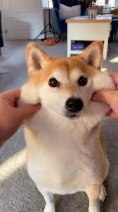 Why Am I the Extra in a Love Triangle?! I Just Wanted a Peaceful School Life!