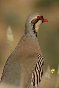 The Partridge in the Pear Tree
