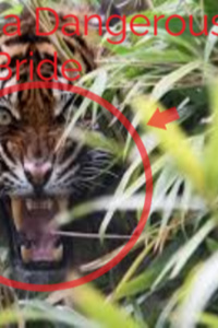 Life with a Dangerous Bride