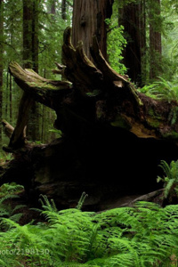 If I was going to Reincarnate why could I not have reincarnated as a Dungeon