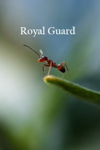 Royal Guard (Complete)