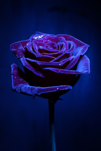 The Magician's Rose