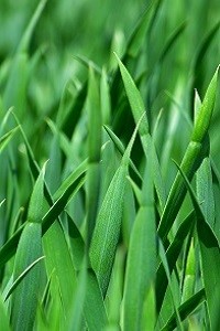 The Deadliest Blade of Grass