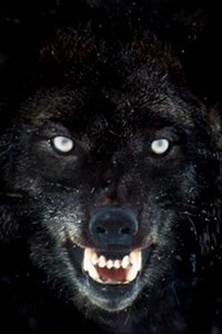 Memories of a Trained Killer