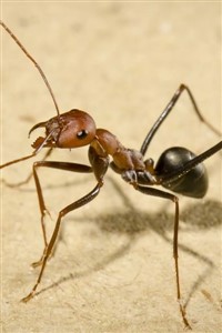 Momma's Boy Holistic Extermination Services