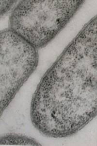 Small Cell in a Huge Ecosystem