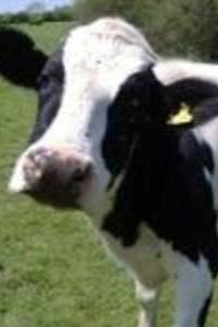 The Secret Cow Level