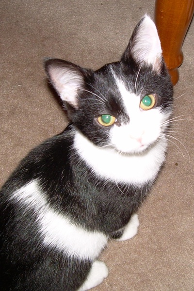 The Hidden Changling