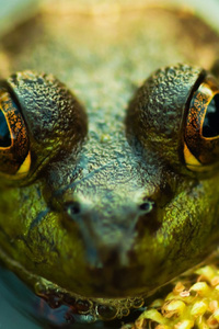 A Frog Out Of Water - Yu-Gi-Oh GX