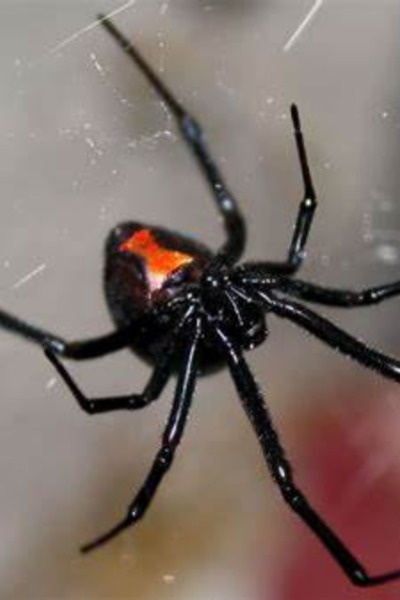 My Hero Academia: How I Soloed Hero School the last of 2-A