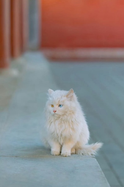 The Last Cat in the Universe