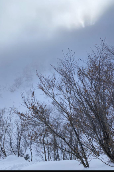 PMD: Psychic Paradise