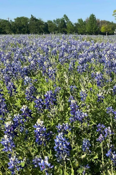 Did I Just Fall For Mary Sue?