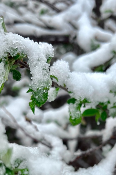 What Can Be Born of Snow