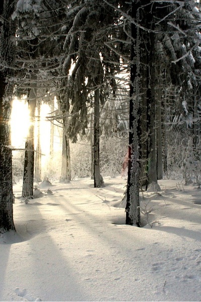 The Hunter In The Woods