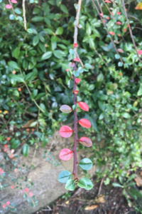 Secrets of the Myath