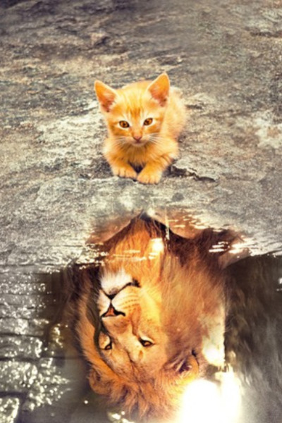 The Unfathomable Scaredy Cat: The Path of the Trembling Lion